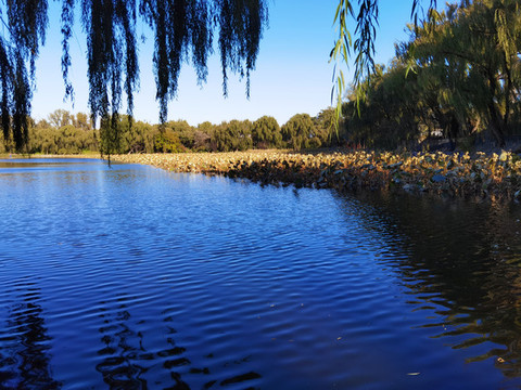 北京圓明園遺址公園湖景風(fēng)光