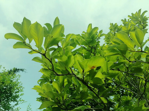 仰拍綠樹枝