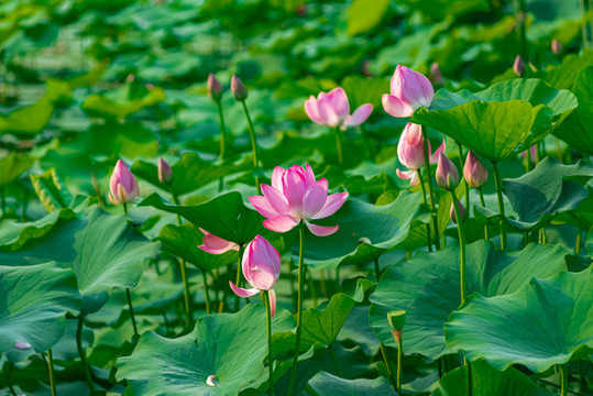 夏天公園湖里盛開的荷花