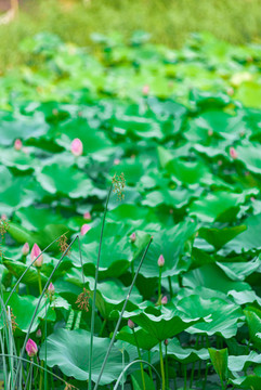 夏天公園湖里盛開(kāi)的荷花