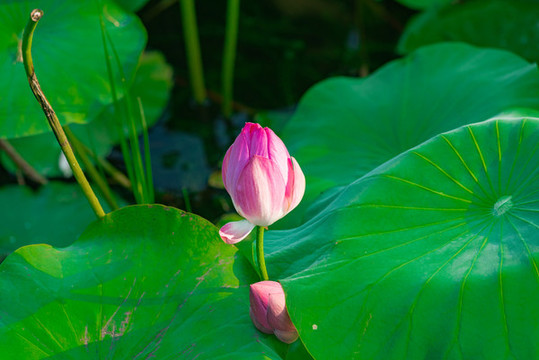 夏天公園湖里盛開(kāi)的荷花