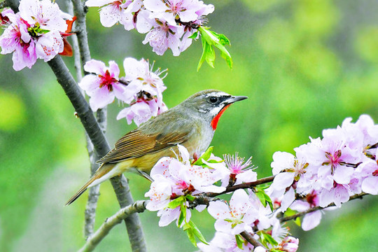 花鳥(niǎo)