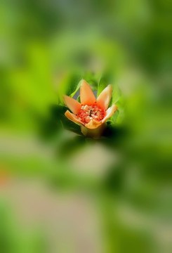 石榴花