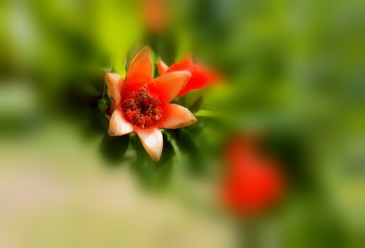 石榴花