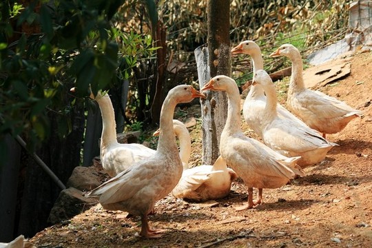 散養(yǎng)鵝