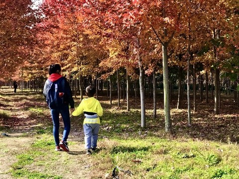 楓林紅透母子游