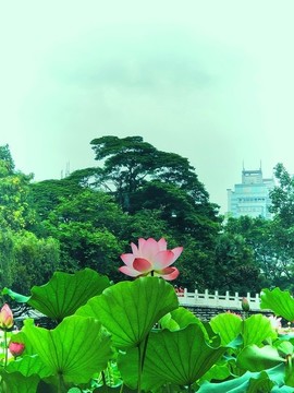荷花