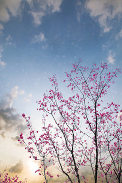 櫻花季