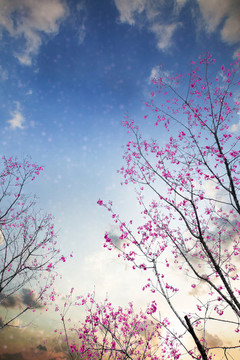 櫻花季