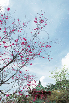 櫻花季