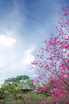 櫻花季