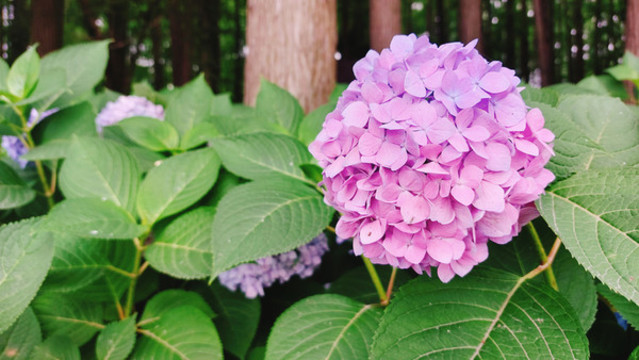 繡球花
