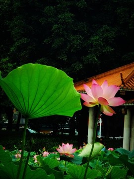 荷花