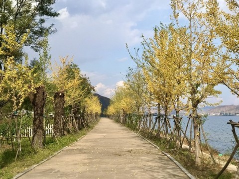 銀杏枝葉己飄黃