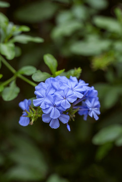 藍花丹