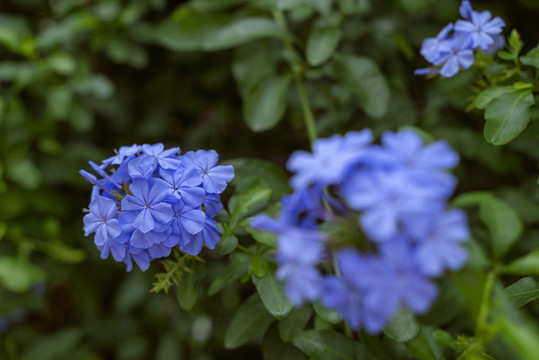 藍花丹
