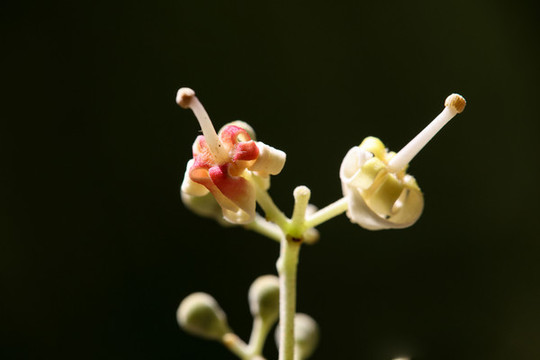 梧桐花