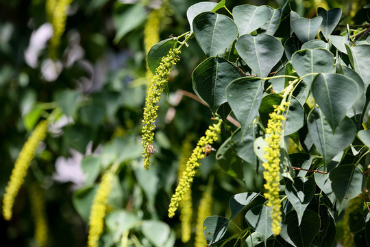 烏桕花