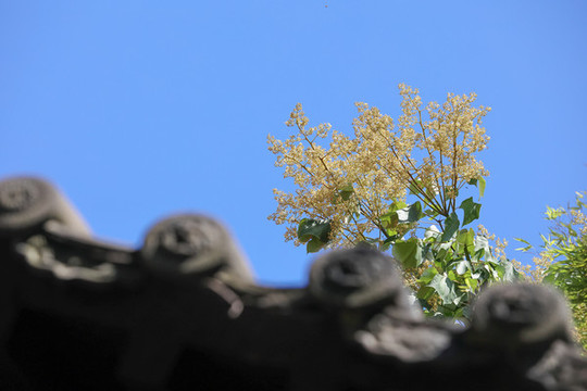 梧桐花