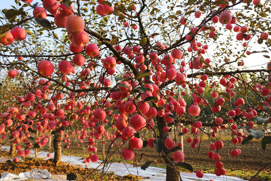 蘋(píng)果園里的紅蘋(píng)果