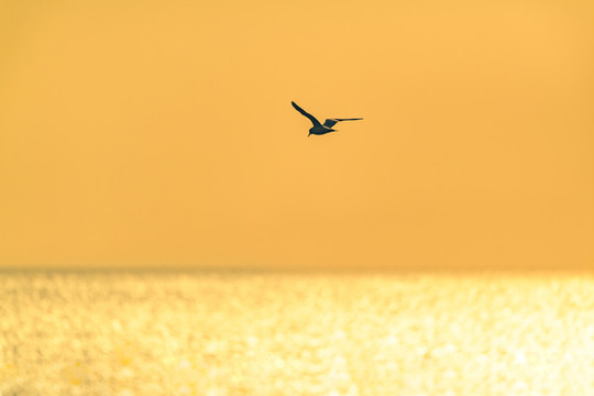 太湖夕阳下的飞鸟