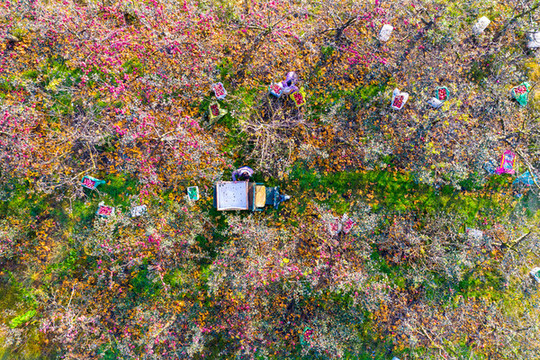 蘋果園