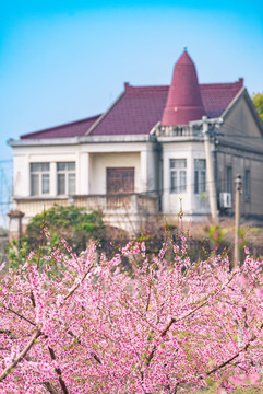 桃花叢中的田園鄉(xiāng)村