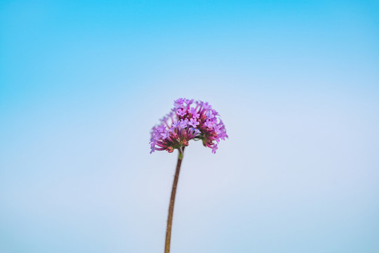 馬鞭草