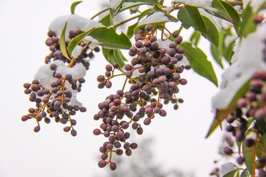 女貞樹