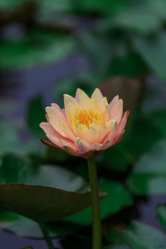 池塘里盛開的睡蓮