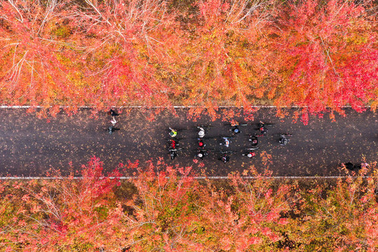 紅楓林