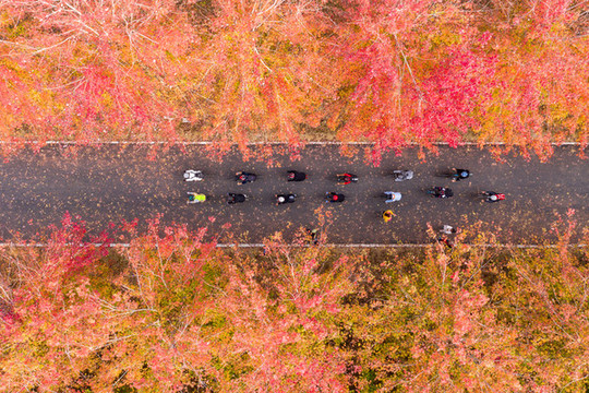 紅楓林