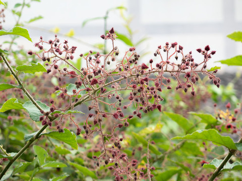 野生的烏泡子的開花期