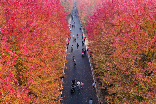 張家樓紅楓林