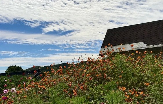門前野花寂寞開