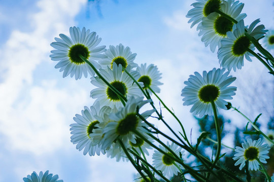 野菊花