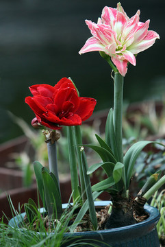 花卉