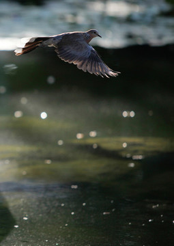 斑鳩
