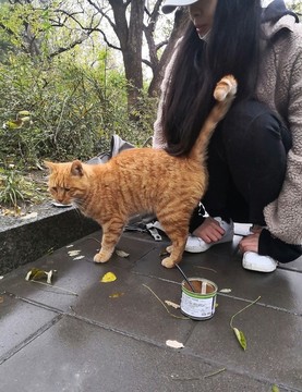 流浪貓