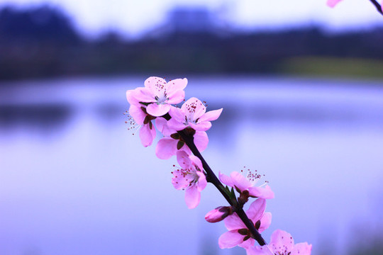 桃花