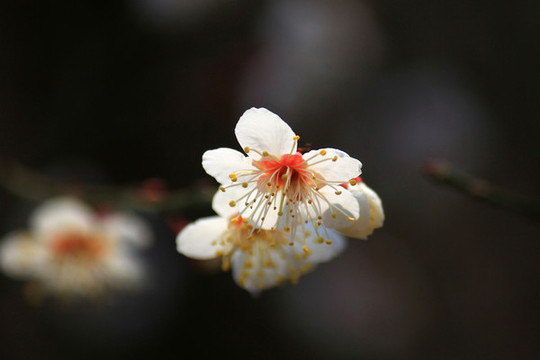 梅花