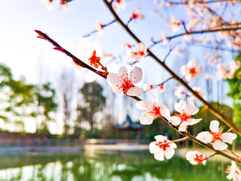 春天櫻花