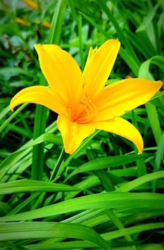 黃花