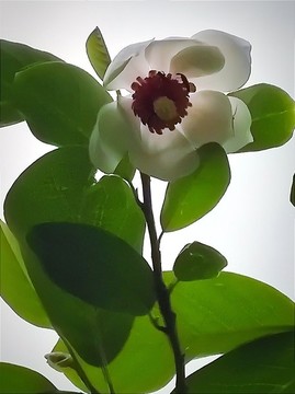 木蘭花開(kāi)