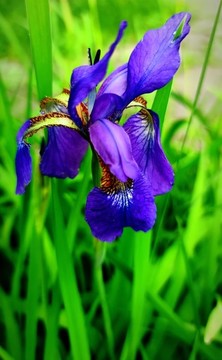 鳶尾花