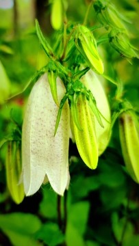 吊鐘花