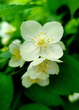 草莓花