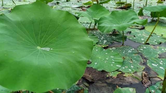 雨成珠