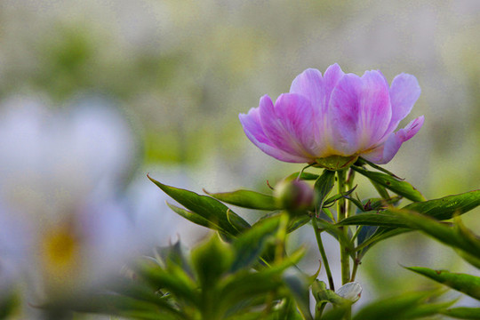 白芍藥藥材花卉花瓣綻放特寫