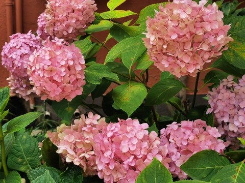 粉色繡球花